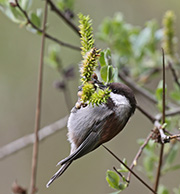Picture/image of Chestnut-backed Chickadee