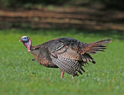 Picture/image of Wild Turkey