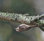 Picture/image of Brown Creeper