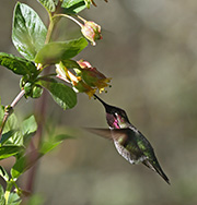 Picture/image of Anna's Hummingbird