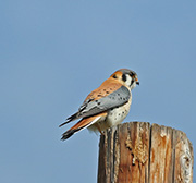 Picture/image of American Kestrel