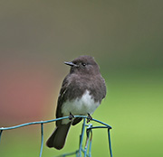 Picture/image of Black Phoebe