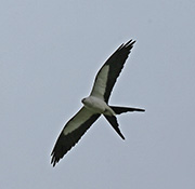 Picture/image of Swallow-tailed Kite
