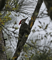 Picture/image of Pileated Woodpecker