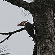 Picture/image of Pileated Woodpecker