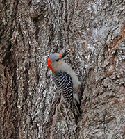 Picture/image of Red-bellied Woodpecker
