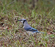 Picture/image of Blue Jay