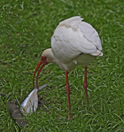 Picture/image of White Ibis