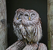 Picture/image of Barred Owl