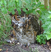 Picture/image of Great Horned Owl