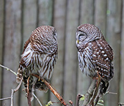 Picture/image of Barred Owl