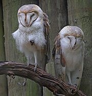 Picture/image of Barn Owl