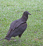 Picture/image of Black Vulture