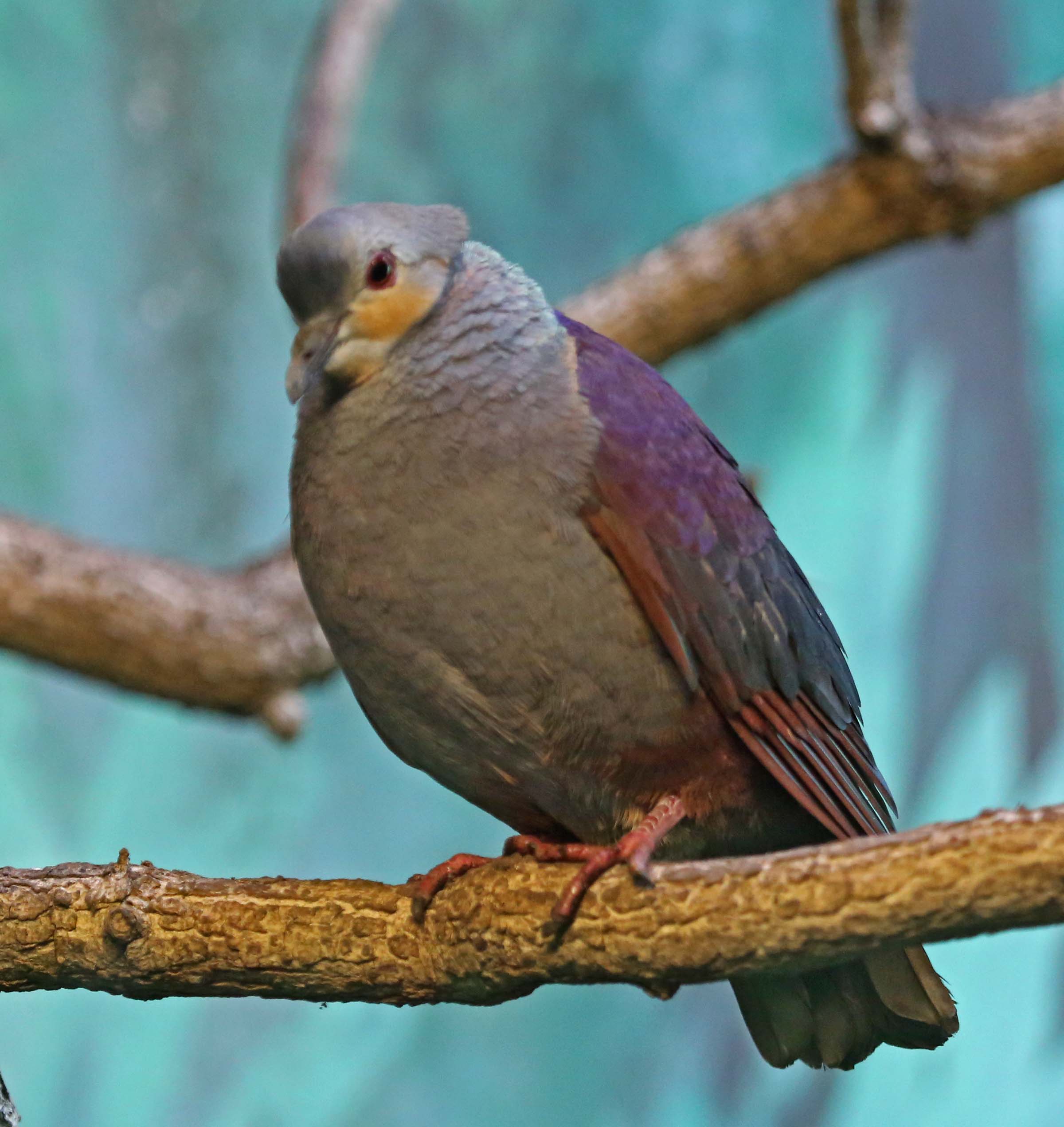 Pictures and information on Crested QuailDove