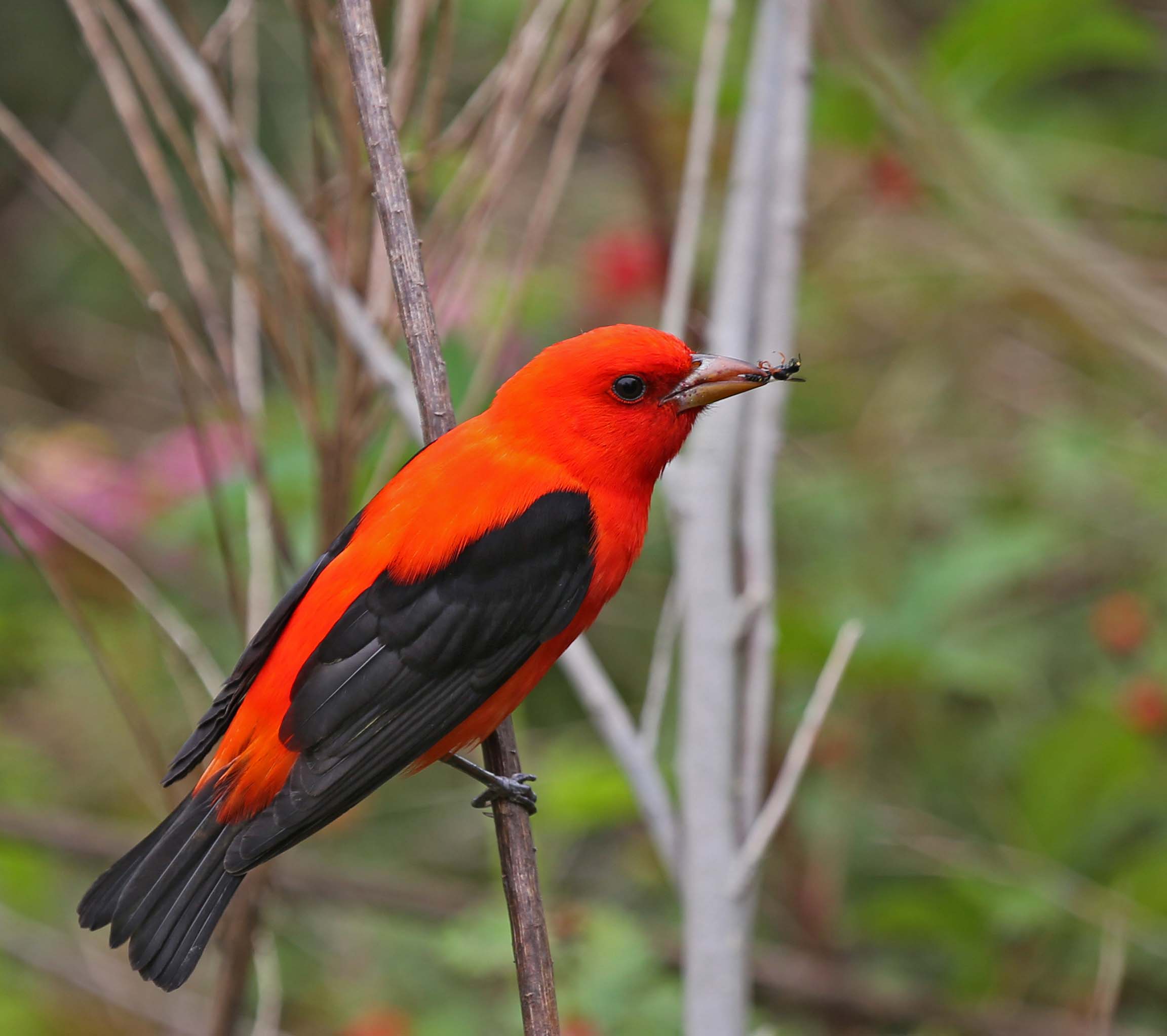 Pictures and information on Scarlet Tanager