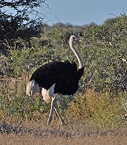Picture/image of Ostrich