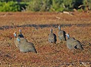 Picture/image of Helmeted Guineafowl