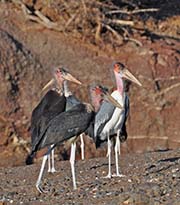 Picture/image of Marabou Stork