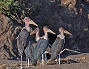 Picture/image of Marabou Stork