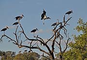 Picture/image of Marabou Stork