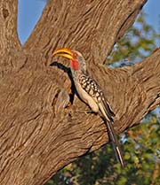 Picture/image of Southern Yellow-billed Hornbill