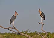 Picture/image of Marabou Stork