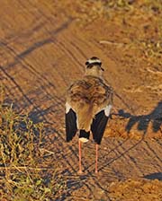 Picture/image of Crowned Lapwing