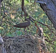 Picture/image of Hamerkop