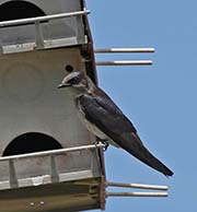 Picture/image of Purple Martin