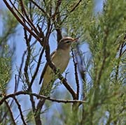 Warbling Vireo