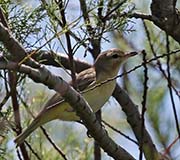 Picture/image of Warbling Vireo