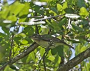 Picture/image of Warbling Vireo