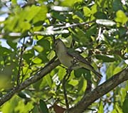 Picture/image of Warbling Vireo