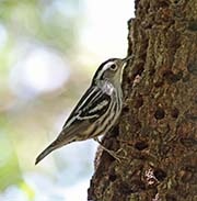 Picture/image of Black-and-white Warbler