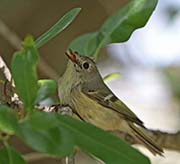 Picture/image of Ruby-crowned Kinglet