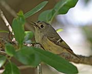 Picture/image of Ruby-crowned Kinglet