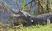 Brazos Bend State Park