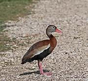 Picture/image of Black-bellied Whistling Duck