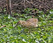 Picture/image of American Bittern