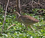 Picture/image of American Bittern