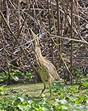 Picture/image of American Bittern