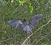 Picture/image of Yellow-crowned Night-Heron