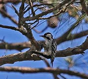 Picture/image of Red-cockaded Woodpecker