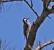 Picture/image of Red-cockaded Woodpecker