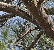 Picture/image of Red-cockaded Woodpecker