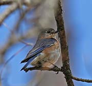 Picture/image of Eastern Bluebird