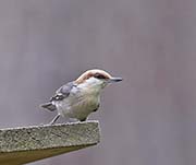 Picture/image of Brown-headed Nuthatch