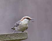 Picture/image of Brown-headed Nuthatch