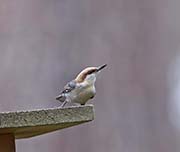 Picture/image of Brown-headed Nuthatch