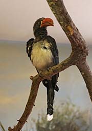 Picture/image of Crowned Hornbill